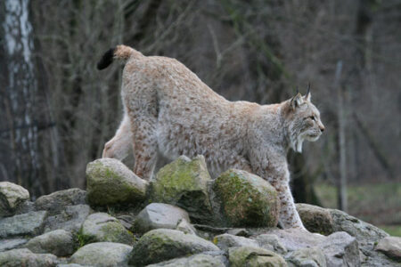 Corridor Ecology: Carnivore Migration Patterns Image